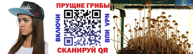 ОМГ ОМГ как войти  Шебекино  Галлюциногенные грибы GOLDEN TEACHER 